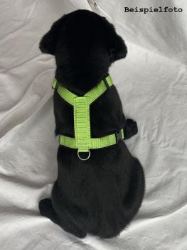 Preview: Welpengeschirr - brombeere/schwarz